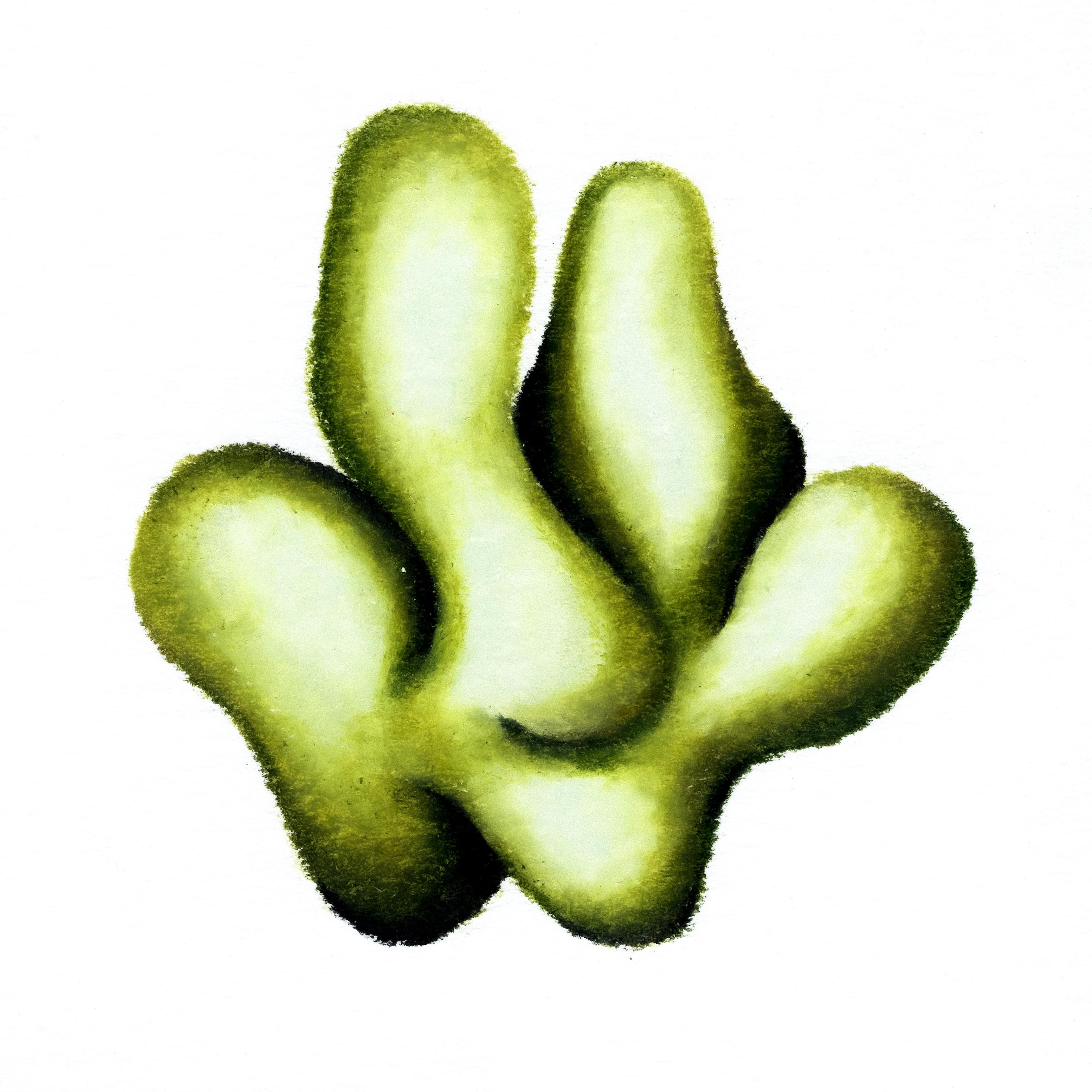 A moss green coloured blob, appearing similarly to a lump of seaweed. 218/365 of the 000/365 collection by charming cavatica