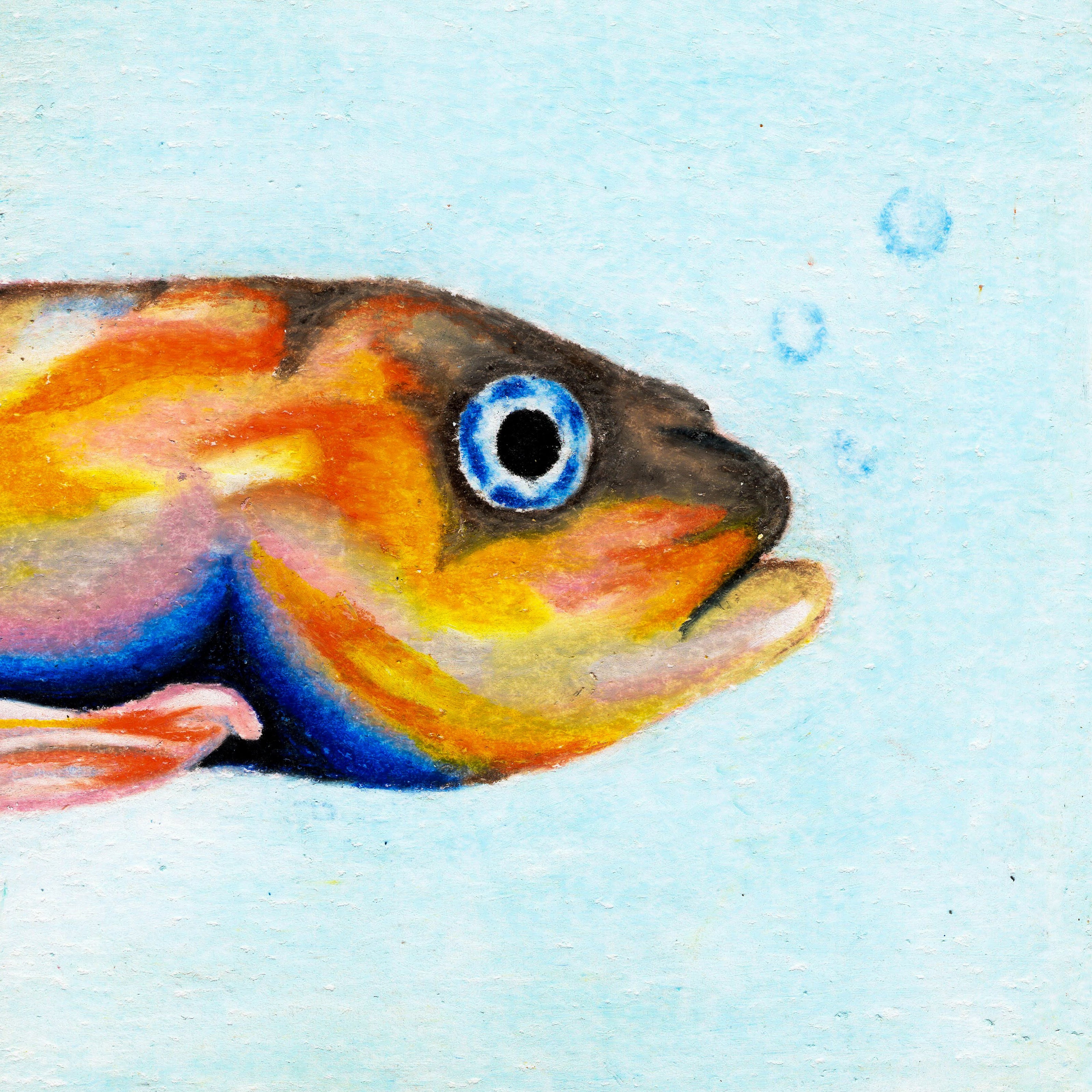 A close-up of the face of a rainbow fish on a light blue background. 258/365 of the 000/365 collection by charming cavatica