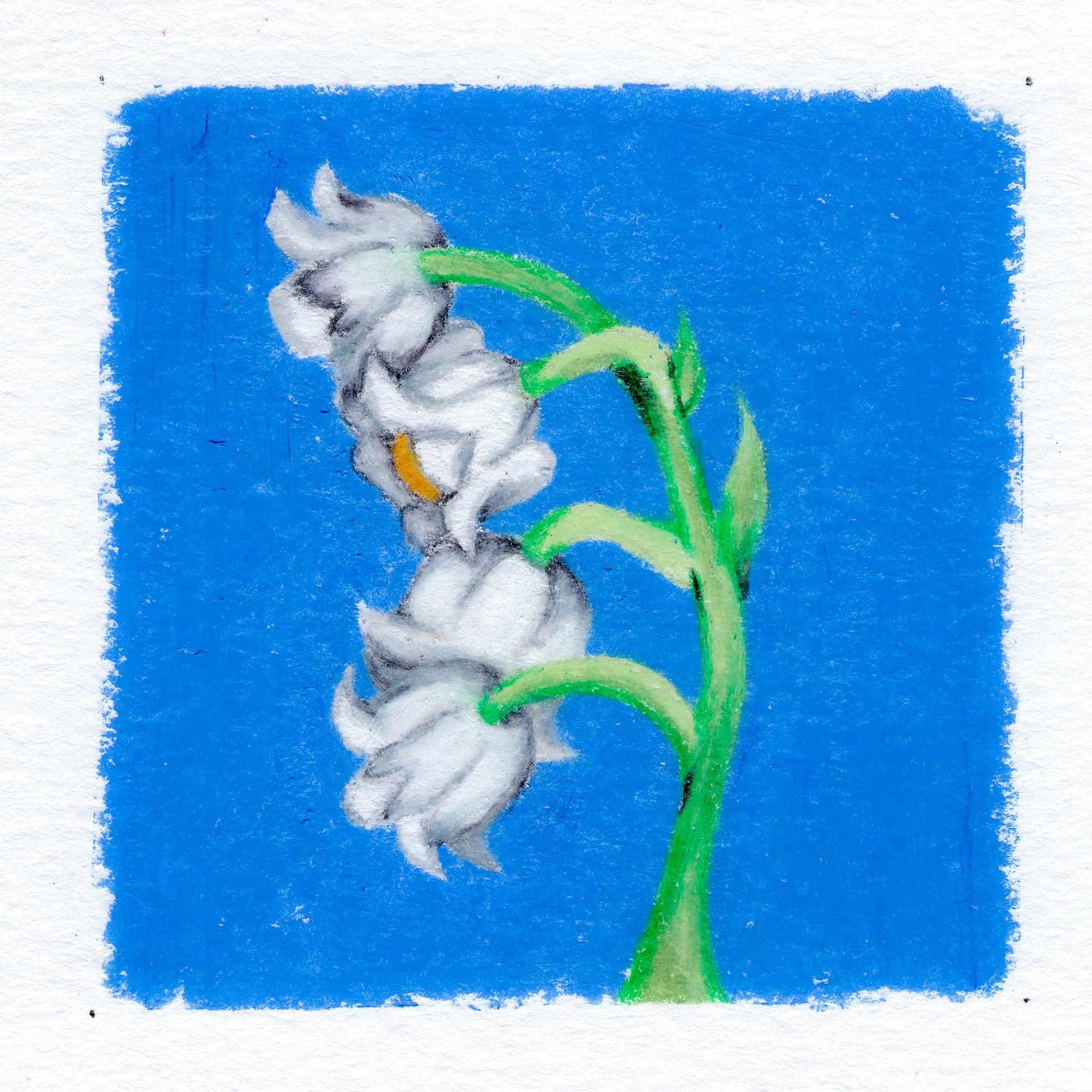 A lilly of the valley flower on a cobalt blue background. 265/365 of the 000/365 collection by charming cavatica