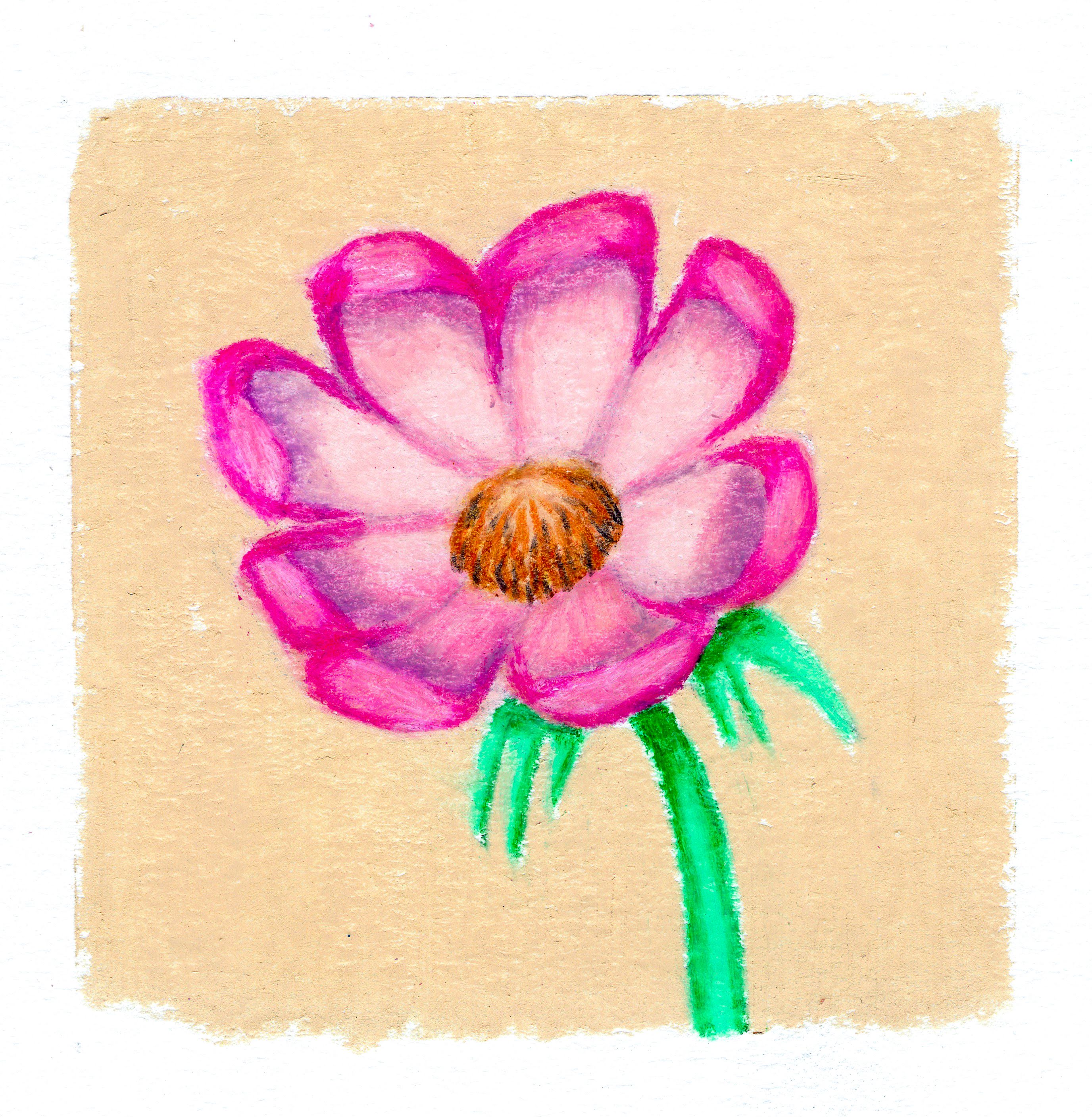 A pink cosmo flower opened to the sky on a yellow background. 266/365 of the 000/365 collection by charming cavatica