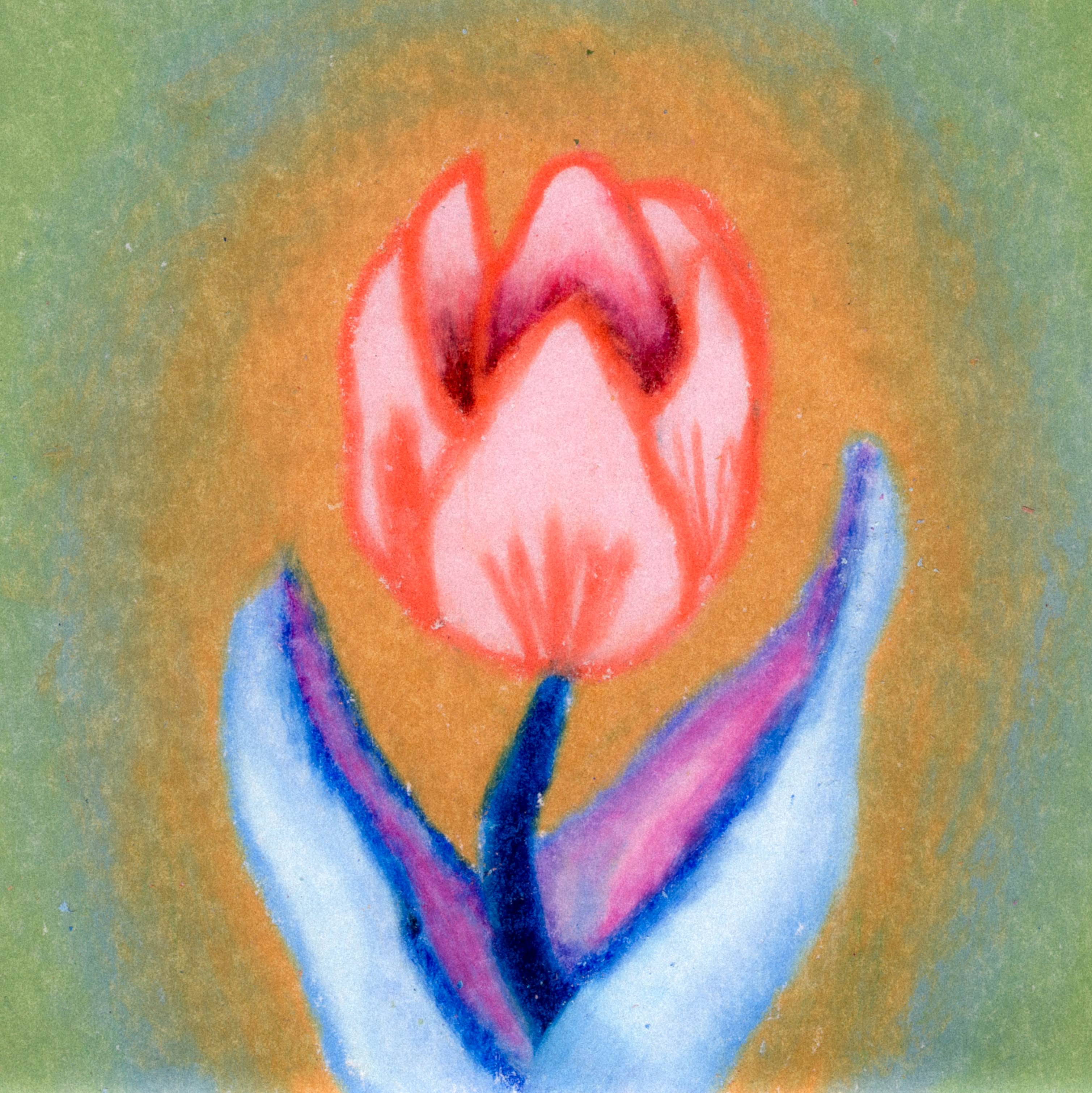 A soft peach tulip with purple leaves and blue stem. A mustard yellow glow around the flower fades into a swamp green background. 341/365 of the 000/365 collection by charming cavatica